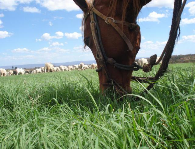 Quanto de silagem por animal por dia: a conta que fecha sua entressafra
