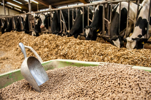 Nutrição animal no campo: como escolher os produtos certos para cada fase do rebanho